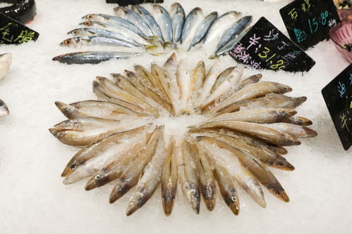 沙丁鱼生鲜海产品海鲜美食摄影图 st摄影