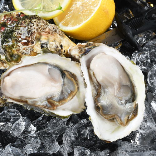 新鲜现捞鲜活生蚝牡蛎带壳大海蛎子非乳山海鲜水产贝类批发3 5斤