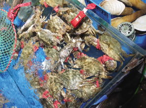 海鲜销售进入旺季 记者调查其中 猫腻