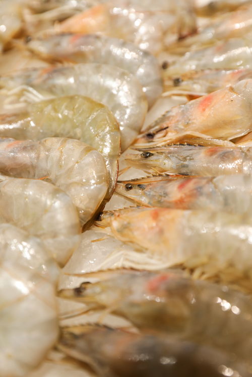 海虾水产虾海鲜美食摄影图 st摄影