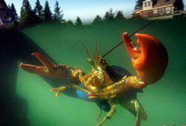 盘点动物世界中的 僵尸 冰冻木蛙能活4周