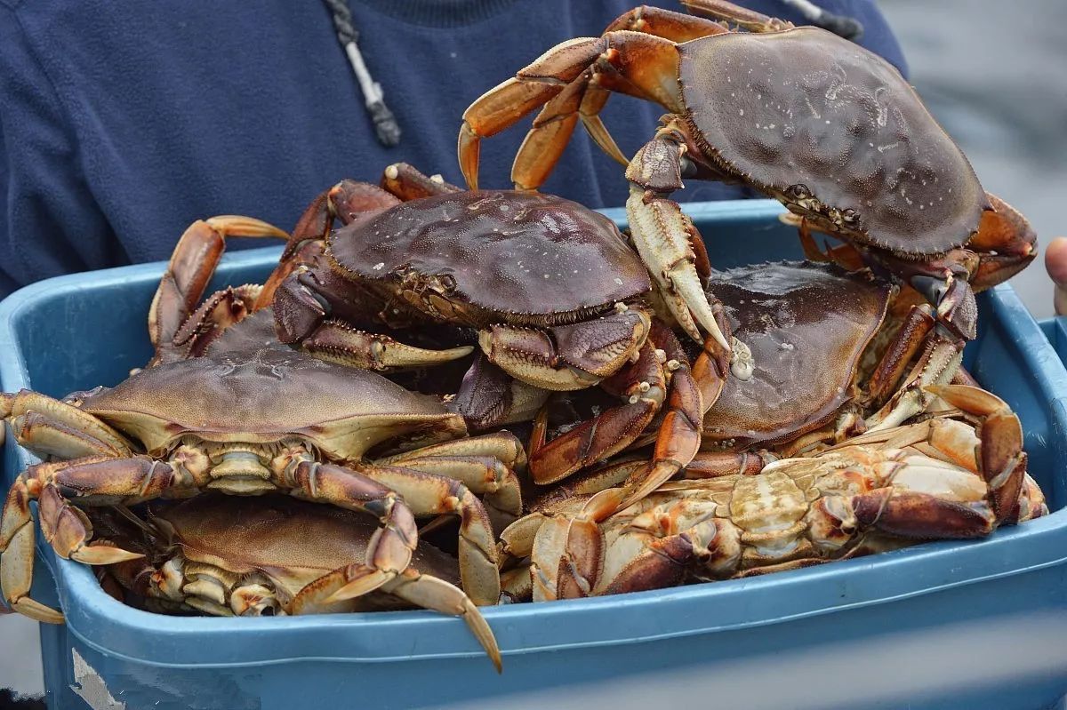 珍宝蟹 肉厚肥美，但别误抓母蟹