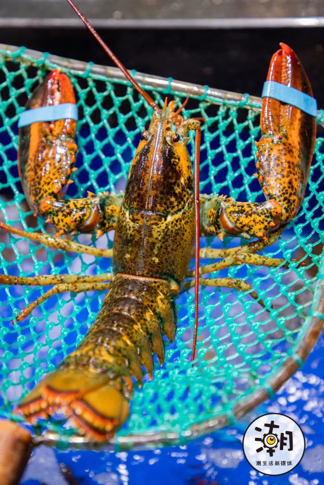 2020成都年货大集 不出蓉城，尝遍全球海鲜年味