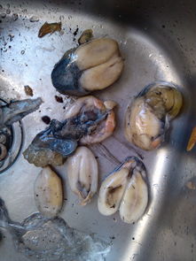 舟山特产海鲜 东海明珠的鲜美馈赠